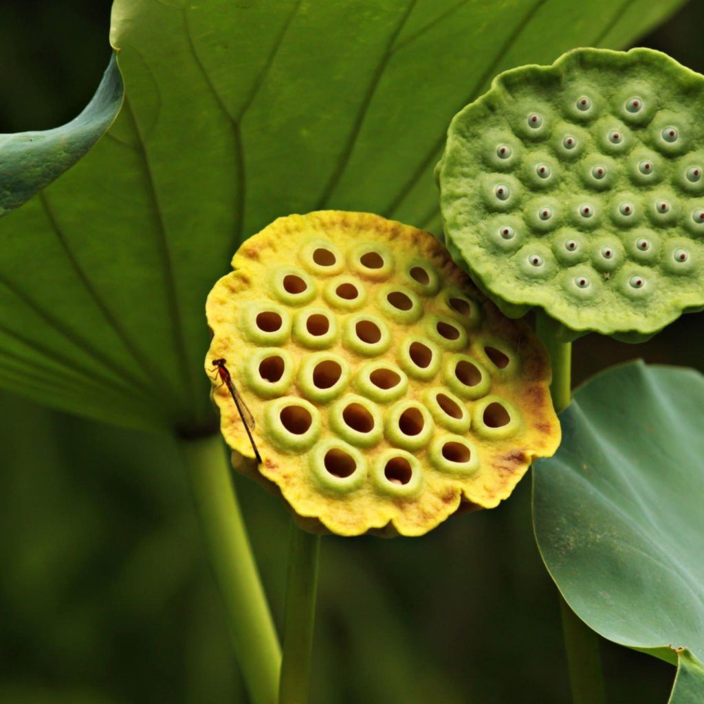 Trypophobia is a fear or discomfort when seeing clusters of small holes. While it’s not officially recognized as a specific phobia, many people report feeling disgusted, queasy, or distressed when looking at objects with small holes grouped.